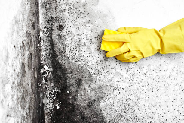 Best Mold Damage Repair  in Marshall, MO