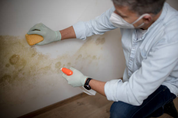 Best Toxic Mold Removal  in Marshall, MO