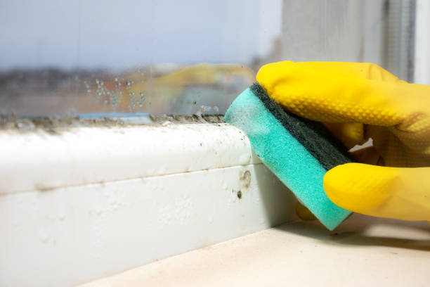 Best Toxic Mold Removal  in Marshall, MO