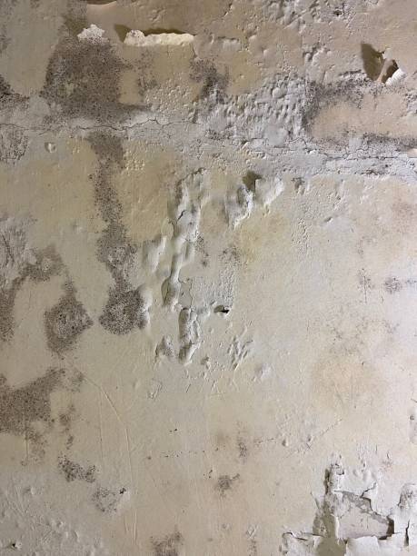 Trusted Marshall, MO Mold Removal Experts
