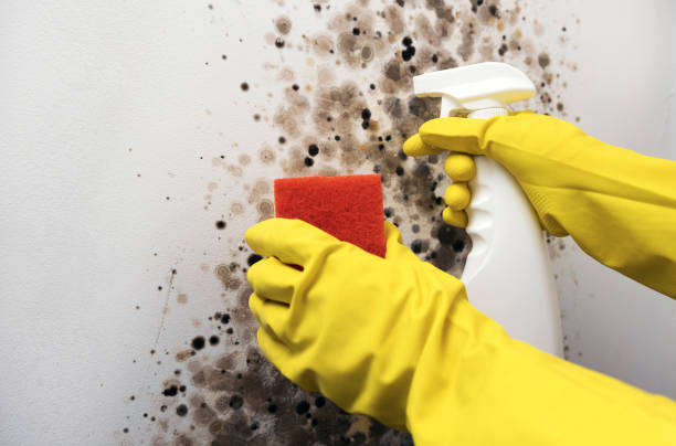 Best Crawl Space Mold Removal  in Marshall, MO