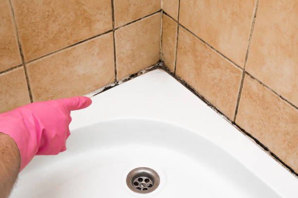Best Home Mold Removal  in Marshall, MO